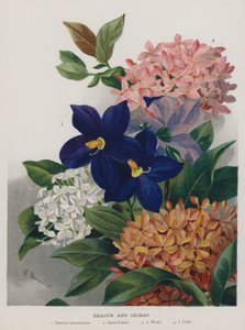 Exacum og Ixoras