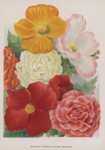 Frøplante Knoldrodede Begonia