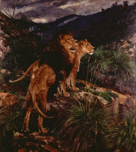 Lions Stalking (olie på lærred) af Geza Vastagh
