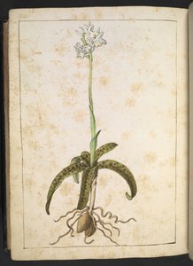 En plante med hvide kronblade, fra "Paintings of Flora of the Roman States" af Gherardo Cibo, Add MS 22333, f173v, c.1564-84 (akvarel & gouache på papir) af Gherardo Cibo