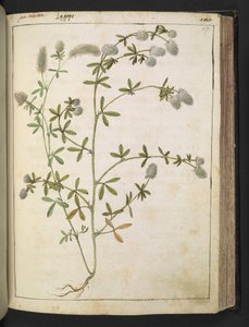 En plante med hvide blomster. , fra "Paintings of Flora of the Roman States" af Gherardo Cibo, Add MS 22333, f117r, c.1564-84 (akvarel & gouache på papir) af Gherardo Cibo