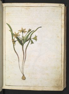 En plante med gule blomster, fra "Paintings of Flora of the Roman States" af Gherardo Cibo, Add MS 22333, f036r, c.1564-84 (akvarel & gouache på papir) af Gherardo Cibo