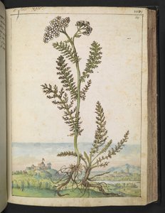 Achillea millefolium: En høj bregnetype plante med hvide blomster, fra "Paintings of Flora of the Roman States" af Gherardo Cibo, Add MS 22333, f114r, c.1564-84 (akvarel & gouache på papir)