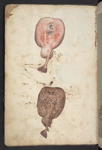 Tilføj MS 22333, Malerier af flora i de romerske stater, ca. 1564-84 (akvarel og gouache på papir) af Gherardo Cibo