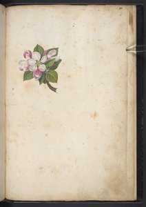 Tilføj MS 22333 f61r, Blossom, fra 