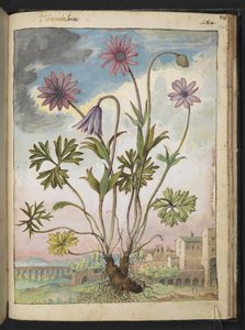Anemone hortensis, fra "Paintings of Flora of the Roman States" af Gherardo Cibo, Add MS 22333, f174r, c.1564-84 (akvarel & gouache på papir) af Gherardo Cibo