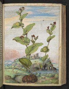 Aristolochia rotunda: En frugtbærende plante, fra "Paintings of Flora of the Roman States" af Gherardo Cibo, Tilføj MS 22333, f078r, c.1564-84 (akvarel og gouache på papir) af Gherardo Cibo