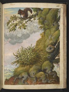 Bryophyte (mos) og et egern, der sidder på grenen af et træ, fra "Paintings of Flora of the Roman States" af Gherardo Cibo, Add MS 22333, f172r, c.1564-84 (akvarel & gouache på papir) af Gherardo Cibo