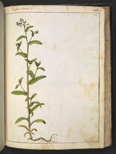 Buglossa, Anchusa azurea (Loddon Royalist), fra "Paintings of Flora of the Roman States" af Gherardo Cibo, Tilføj MS 22333, f153r, c.1564-84 (akvarel og gouache på papir) af Gherardo Cibo