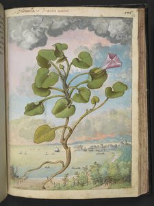 Calystegia soldanella, fra "Paintings of Flora of the Roman States" af Gherardo Cibo, Add MS 22333, f150r, c.1564-84 (akvarel & gouache på papir) af Gherardo Cibo