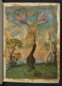 Colchicum autumnale, fra "Paintings of Flora of the Roman States" af Gherardo Cibo, Add MS 22333, f022r, c.1564-84 (akvarel & gouache på papir) af Gherardo Cibo