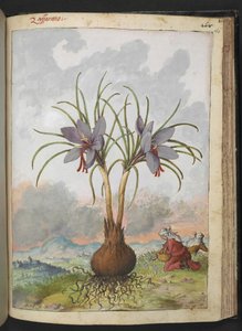 Crocus sativus (Safran), fra "Paintings of Flora of the Roman States" af Gherardo Cibo, Add MS 22333, f160r, c.1564-84 (akvarel & gouache på papir) af Gherardo Cibo