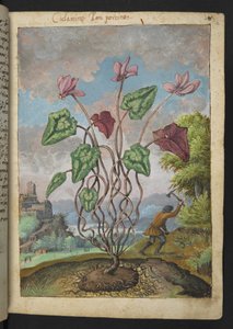 Cyclamen Hederifolium, fra "Malerier af Flora of the Roman States" af Gherardo Cibo, Tilføj MS 22333, F012R, c.1564-84 (Watercolor & Gouache på papir) af Gherardo Cibo