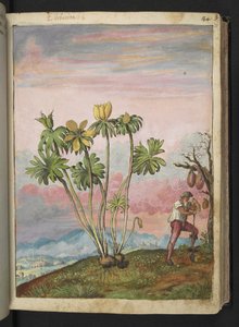 Eranthis hyemalis, fra "Paintings of Flora of the Roman States" af Gherardo Cibo, Add MS 22333, f038r, c.1564-84 (akvarel & gouache på papir) af Gherardo Cibo