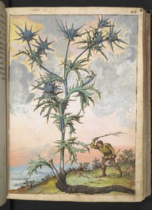 Eryngium maritimum, fra "Paintings of Flora of the Roman States" af Gherardo Cibo, Add MS 22333, f047r, c.1564-84 (akvarel & gouache på papir) af Gherardo Cibo