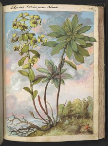Euphorbia amygdaloides eller Euphorbia characias, fra "Paintings of Flora of the Roman States" af Gherardo Cibo, Tilføj MS 22333, f154r, c.1564-84 (akvarel og gouache på papir) af Gherardo Cibo