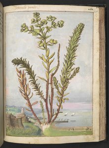 Euphorbia paralias, fra "Paintings of Flora of the Roman States" af Gherardo Cibo, Add MS 22333, f155r, c.1564-84 (akvarel & gouache på papir) af Gherardo Cibo