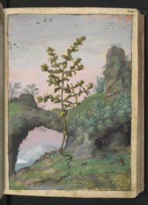 Euphrasia officinalis, fra "Paintings of Flora of the Roman States" af Gherardo Cibo, Tilføj MS 22333, f041r, c.1564-84 (akvarel og gouache på papir) af Gherardo Cibo