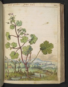 Geranium rotundifolium: En plante med lyserøde blomster. , fra "Paintings of Flora of the Roman States" af Gherardo Cibo, Add MS 22333, f098r, c.1564-84 (akvarel & gouache på papir) af Gherardo Cibo