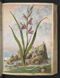 Gladiolus Italicus, fra "Paintings of Flora of the Roman States" af Gherardo Cibo, Add MS 22333, f072r, c.1564-84 (akvarel & gouache på papir) af Gherardo Cibo