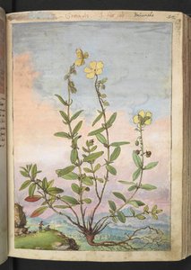 Helianthemum nummularium, fra "Paintings of Flora of the Roman States" af Gherardo Cibo, Add MS 22333, f055r, c.1564-84 (akvarel & gouache på papir) af Gherardo Cibo