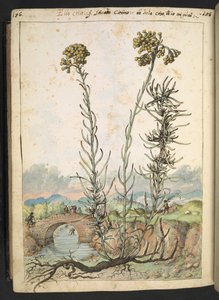 Helichrysum italicum: en plante med gule knopper, fra "Paintings of Flora of the Roman States" af Gherardo Cibo, Add MS 22333, f176v, c.1564-84 (akvarel & gouache på papir)