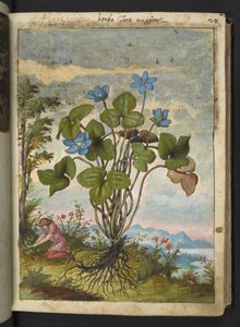 Hepatica nobilis: en plante med blå kronblade og en person, der graver eller taler stiklinger, fra "Paintings of Flora of the Roman States" af Gherardo Cibo, Add MS 22333, f032r, c.1564-84 (akvarel og gouache på papir) af Gherardo Cibo