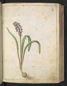 Hyacinthus, fra "Paintings of Flora of the Roman States" af Gherardo Cibo, Tilføj MS 22333, f060r, c.1564-84 (akvarel og gouache på papir) af Gherardo Cibo
