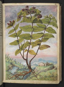 Hypericum hircinum, fra "Paintings of Flora of the Roman States" af Gherardo Cibo, Add MS 22333, f034r, c.1564-84 (akvarel & gouache på papir) af Gherardo Cibo
