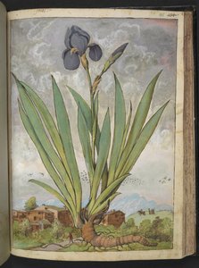 Iris germanica, fra "Paintings of Flora of the Roman States" af Gherardo Cibo, Add MS 22333, f148r, c.1564-84 (akvarel & gouache på papir) af Gherardo Cibo