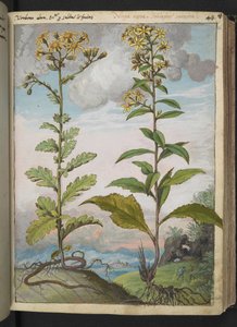 Jacobaeae vulgaris et Senecio ovatu, fra "Paintings of Flora of the Roman States" af Gherardo Cibo, Add MS 22333, f046r, c.1564-84 (akvarel & gouache på papir) af Gherardo Cibo