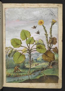 Ligularia tussilaginea (Leopardplante), fra "Paintings of Flora of the Roman States" af Gherardo Cibo, Tilføj MS 22333, f011r, c.1564-84 (akvarel & gouache på papir) af Gherardo Cibo