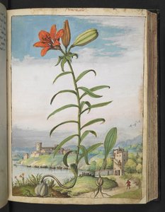 Lilium bulbiferum: En plante med røde kronblade, fra "Paintings of Flora of the Roman States" af Gherardo Cibo, Add MS 22333, f080r, c.1564-84 (akvarel & gouache på papir) af Gherardo Cibo