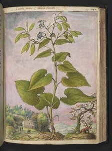 Lunaria redivivia, fra "Paintings of Flora of the Roman States" af Gherardo Cibo, Add MS 22333, f124r, c.1564-84 (akvarel & gouache på papir) af Gherardo Cibo