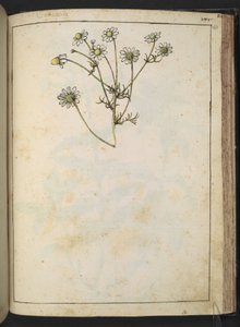 Matricaria chamomilla (kamille), fra "Paintings of Flora of the Roman States" af Gherardo Cibo, Add MS 22333, f163r, c.1564-84 (akvarel & gouache på papir) af Gherardo Cibo