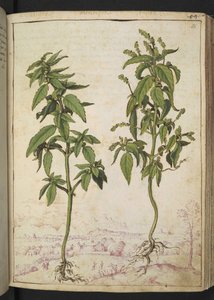 Mercurialis annua, fra "Paintings of Flora of the Roman States" af Gherardo Cibo, Add MS 22333, f056r, c.1564-84 (akvarel & gouache på papir) af Gherardo Cibo