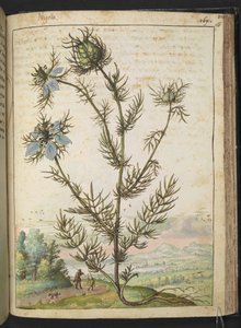 Nigella damascena, fra "Paintings of Flora of the Roman States" af Gherardo Cibo, Add MS 22333, f161r, c.1564-84 (akvarel & gouache på papir) af Gherardo Cibo