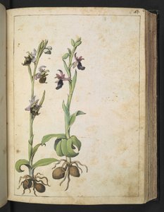 Orchis: En plante med hvide og lyserøde blomster, fra "Paintings of Flora of the Roman States" af Gherardo Cibo, Add MS 22333, f066r, c.1564-84 (akvarel & gouache på papir) af Gherardo Cibo