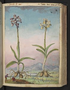 Orchis pallens: To blomstrende planter, fra "Paintings of Flora of the Roman States" af Gherardo Cibo, Add MS 22333, f064r, c.1564-84 (akvarel & gouache på papir) af Gherardo Cibo