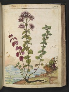 Origanum vulgare, fra "Paintings of Flora of the Roman States" af Gherardo Cibo, Add MS 22333, f130r, c.1564-84 (akvarel & gouache på papir) af Gherardo Cibo