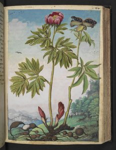 Paeonia officinalis, fra "Paintings of Flora of the Roman States" af Gherardo Cibo, Tilføj MS 22333, f085r, c.1564-84 (akvarel og gouache på papir) af Gherardo Cibo