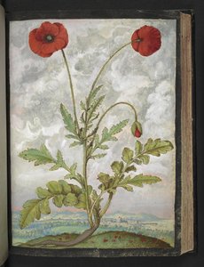 Papaver rhoeas (valmuer), fra "Paintings of Flora of the Roman States" af Gherardo Cibo, Add MS 22333, f107r, c.1564-84 (akvarel & gouache på papir) af Gherardo Cibo
