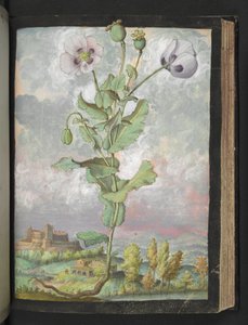 Papaver somniferum: En plante med hvide kronblade, fra "Paintings of Flora of the Roman States" af Gherardo Cibo, Add MS 22333, f108r, c.1564-84 (akvarel & gouache på papir) af Gherardo Cibo
