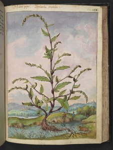 Persicaria hydropiper, fra "Paintings of Flora of the Roman States" af Gherardo Cibo, Add MS 22333, f152r, c.1564-84 (akvarel & gouache på papir) af Gherardo Cibo