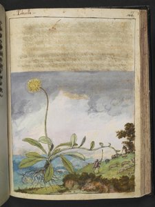 Pilosella officinarum, fra "Paintings of Flora of the Roman States" af Gherardo Cibo, Add MS 22333, f138r, c.1564-84 (akvarel & gouache på papir) af Gherardo Cibo