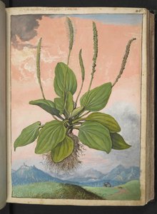 Plantago major, fra "Paintings of Flora of the Roman States" af Gherardo Cibo, Add MS 22333, f049r, c.1564-84 (akvarel og gouache på papir)