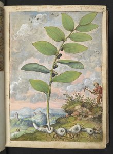 Polygonatum odoratum: En plante. En mand med et hak, fra "Paintings of Flora of the Roman States" af Gherardo Cibo, Add MS 22333, f025r, c.1564-84 (akvarel og gouache på papir)