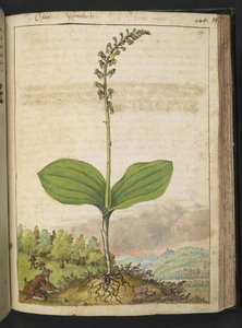 Muligvis Ophrys apifera (bi-orkidé), fra "Malerier af Flora i de romerske stater" af Gherardo Cibo, Tilføj MS 22333, f139r, c.1564-84 (akvarel og gouache på papir)