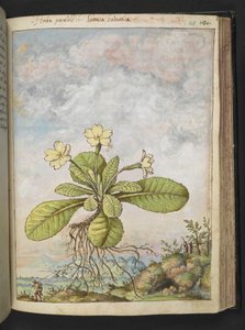 Primula vulgaris, fra "Paintings of Flora of the Roman States" af Gherardo Cibo, Add MS 22333, f128r, c.1564-84 (akvarel & gouache på papir) af Gherardo Cibo
