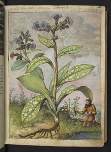 Pulmonaria officinalis, fra "Paintings of Flora of the Roman States" af Gherardo Cibo, Tilføj MS 22333, f028r, c.1564-84 (akvarel og gouache på papir) af Gherardo Cibo